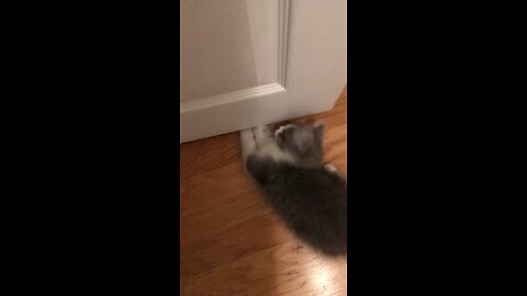 Donny Kitty Behind Bathroom Door