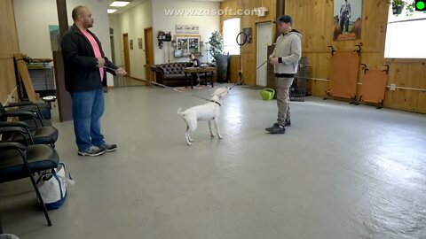 Extremely reactive pitbull + Leash reactive dog training