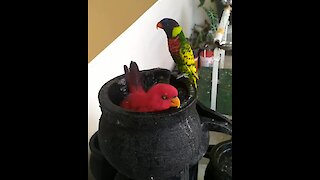 Beautiful parrots enjoy bath in exotic waterfall