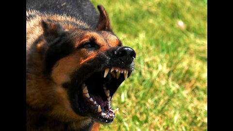 HOW TO TRAIN YOUR DOG TO BECOME AGGRESSIVE