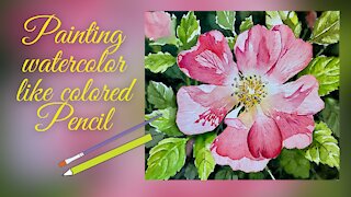 Wild Rose Flower In Watercolor Painting With A Colored Pencil