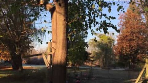 Have you ever seen frozen leaves falling from a tree?