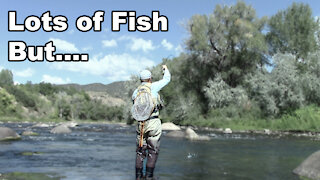 Animas River in Fall - Lots of Moss! - catching rainbow trout - McFly Angler Episode 33