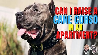 Can I Raise a Cane Corso in an Apartment?