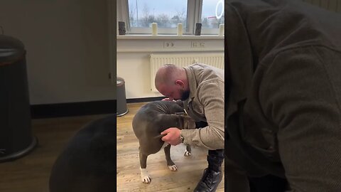 Dog was ready to fight then realized, chiropractor helped him 😂