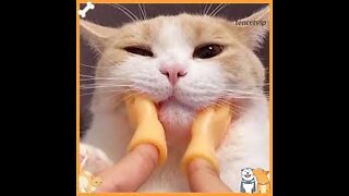 Funniest Cats 😹 - Don't try to hold back Laughter 😂 - Funny Cats Life (5)