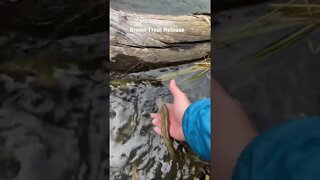 Brown Trout Release - Colorado Mountain Stream