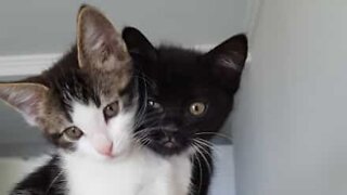 Cats "help" owner make the bed!