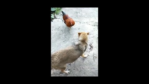 funny chicken against dog fight