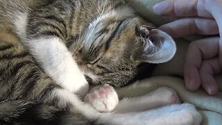 Playing with the Ear of the Sweet Kitten