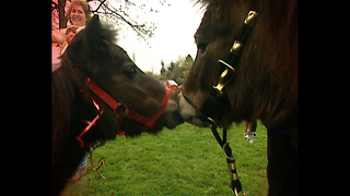 Animal Weddings