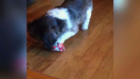 Puppy's Christmas Present Fail