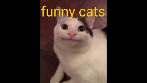 funny cats