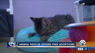 Local animal shelter offering free pet adoptions