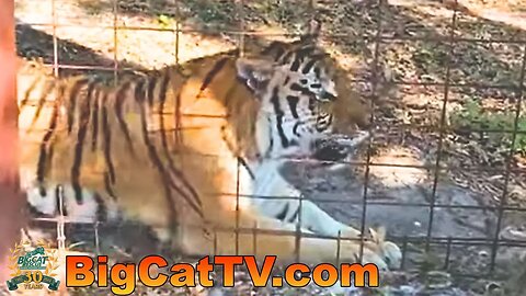 Join Carole and the big cats for an evening walk at Big Cat Rescue! 04 13 2023