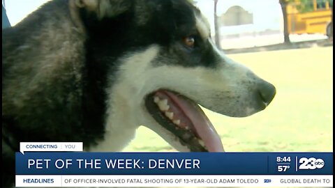 Pet of the Week: Denver