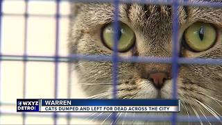 Warren Animal Control trying to find out who is dumping dozens of sick cats, kittens around city