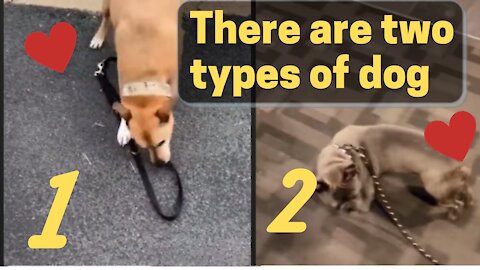 There are two types of dog