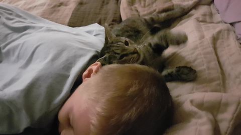 Kitten preciously bonds with little boy