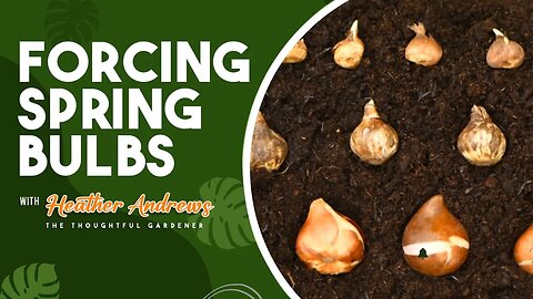 Forcing Spring Bulbs 🌷