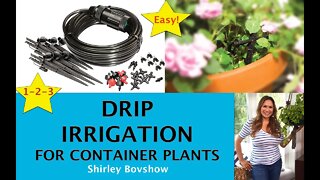 ✅ DRIP IRRIGATION! 🚰 Install a Drip Irrigation System to Container Plants! Shirley Bovshow