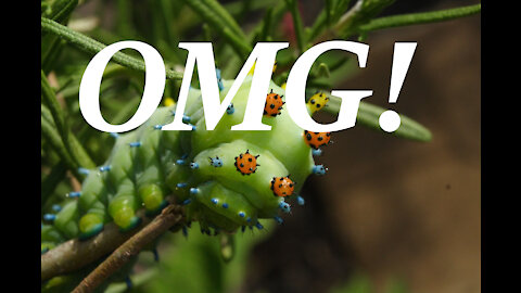 Amazing Colorful Wiggly Cecropia Moth Caterpillar