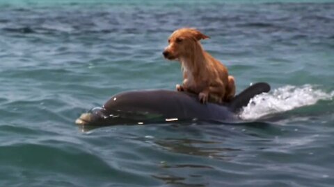 A Canine and Dolphin Duo's Unforgettable Friendship Adventure