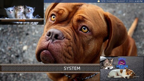 Cats and Dogs Kodi Build