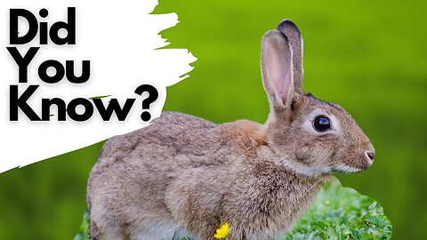 FACTS you should know about WILD RABBITS!