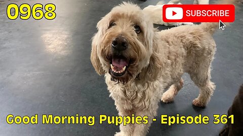 [0968] GOOD MORNING PUPPIES - EPISODE 361 [#dogs #doggos #doggos #puppies #dogdaycare]