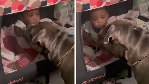 Dog Lovingly Plays With Baby In The Crib