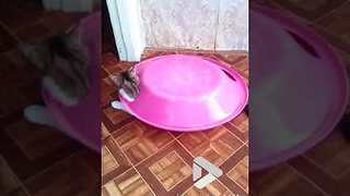 Cat is a flying saucer || ViralVideoUK