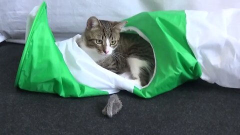 Cure Kitten Plays in His Cat Tunnel