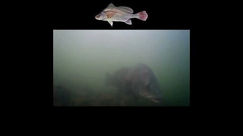 Tennessee River Underwater Footage