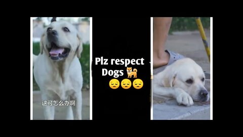 DOG SAVE BLIND MAN LIFE 😚😚😗 #SHOTS #DOGSAVE