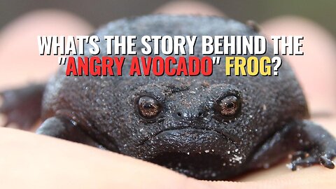 What's the Story Behind the 'Angry Avocado' Frog?