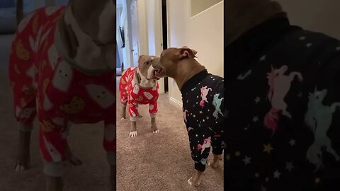 Do you think I m cute two Pitbull's playing