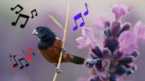 Impossible horseradish bird, singing without stopping!♾