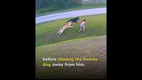 Heroic German Shepherd Protects Boy from Attacking Dog