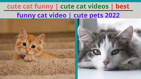 cute cat shorts | cute cat meow |cute animals doing funny things | cute animals baby