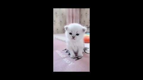 Cuteness Overload: Little Cat Moments
