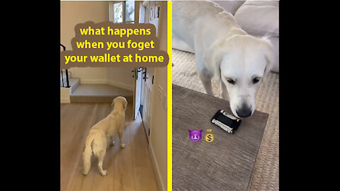 It's Time To LAUGH With Smart Dog