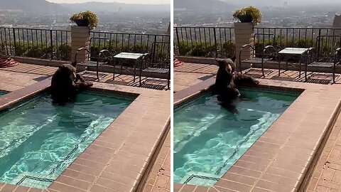 Bear Takes Dip In California Residential Pool To Escape The Heat