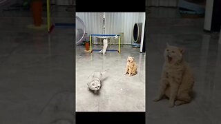 Funny Cats #cat #funnycats #catvideos #funnycatvideos #viral #shortsvideo #trending #catlover