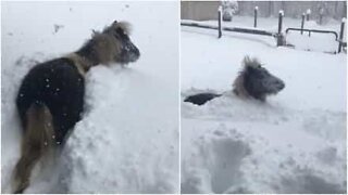 Cavalo se diverte brincando na neve
