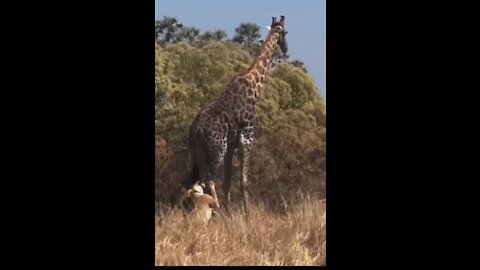 A lion hunting a giraffe