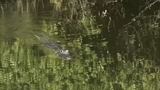 Alligator Naturally Looking Badass