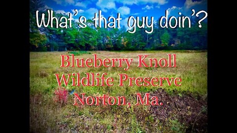 Walking Blueberry Knoll Wildlife Preserve. Norton, Ma.