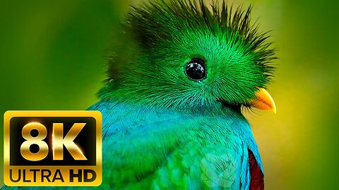 THE MOST COLORFUL BIRDS - 8K (60FPS) ULTRA HD - With Relaxing Music by Helios (Colorfully Dynamic)
