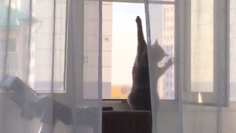 The cat thinks that she can climb windows, but it is not)